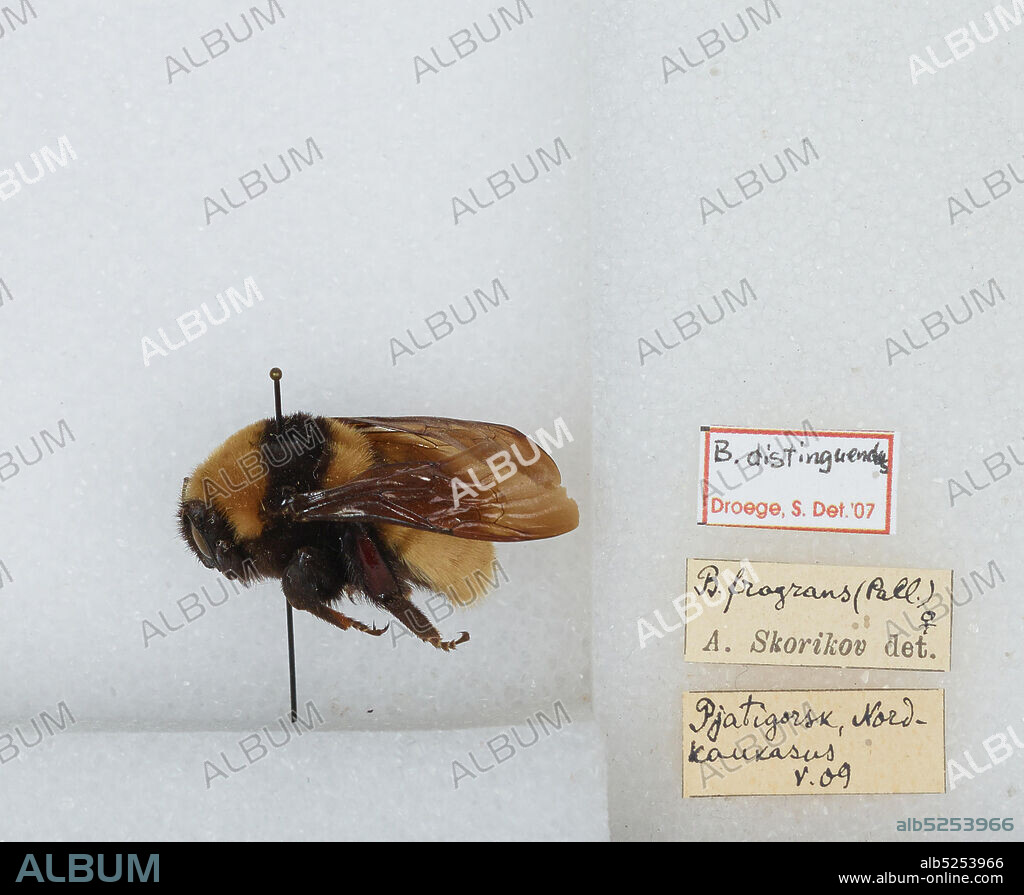 Pyatigorsk, Nord-Kaukasus, Stavropol Krai, Russia, Bombus (Subterraneobombus) distinguendus Morawitz, Animalia, Arthropoda, Insecta, Hymenoptera, Apidae, Apinae.