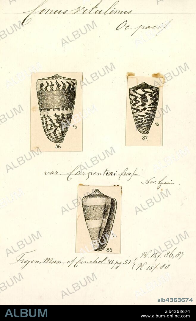 Conus vitulinus, Print, Conus planorbis, common name the planorbis cone or the ringed cone, is a species of sea snail, a marine gastropod mollusk in the family Conidae, the cone snails and their allies.