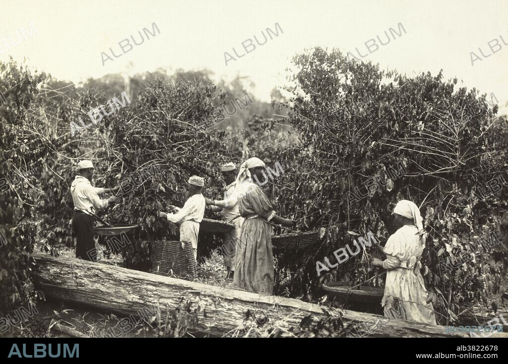 Slaves picking coffee beans, Brazil, c. 1885. Marc Ferrez (1843-1923). During the Atlantic slave trade era, Brazil imported more African slaves than any other country. Brazil was the last country in the Western world to abolish slavery. By the time it was abolished, in 1888, an estimated four million slaves had been imported from Africa to Brazil, 40% of the total number of slaves brought to the Americas.