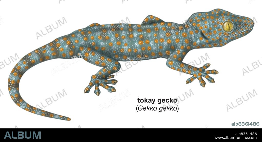 Tokay gecko (Gekko gecko).
