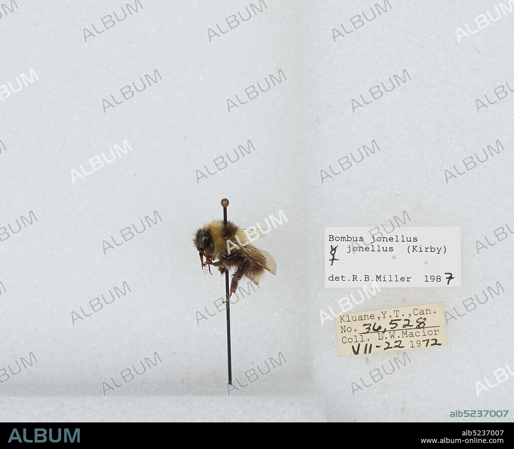Kluane, Yukon Territory, Canada, Bombus (Pyrobombus) jonellus (Kirby), Animalia, Arthropoda, Insecta, Hymenoptera, Apidae, Apinae.