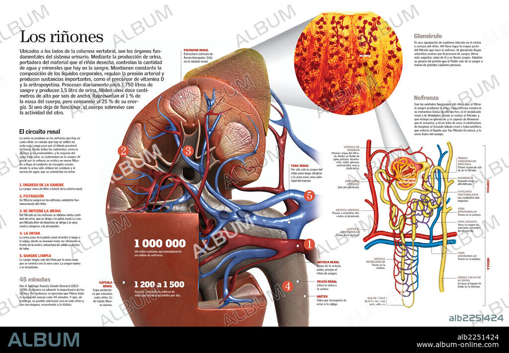 Anatomía De Los Riñones