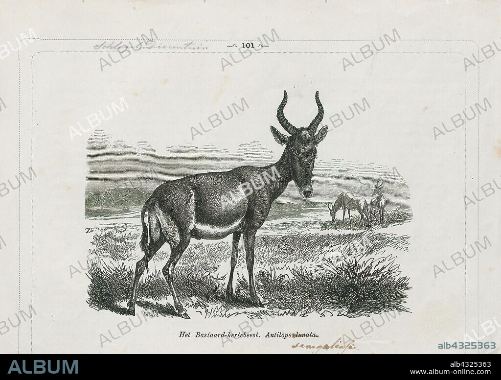 Antilope senegalensis, Print, Blackbuck, The blackbuck (Antilope cervicapra), also known as the Indian antelope, is an antelope found in India, Nepal, and Pakistan. The blackbuck is the sole extant member of the genus Antilope. The species was described and given its binomial name by Swedish zoologist Carl Linnaeus in 1758. Two subspecies are recognized. It stands up to 74 to 84 cm (29 to 33 in) high at the shoulder. Males weigh 20–57 kg (44–126 lb), an average of 38 kilograms (84 lb). Females are lighter, weighing 20–33 kg (44–73 lb) or 27 kg (60 lb) on average. The long, ringed horns, 35–75 cm (14–30 in) long, are generally present only on males, though females may develop horns, as well. The white fur on the chin and around the eyes is in sharp contrast with the black stripes on the face. The coats of males show two-tone colouration; while the upper parts and outsides of the legs are dark brown to black, the underparts and the insides of the legs are all white. However, females and juveniles are yellowish fawn to tan., 1872.