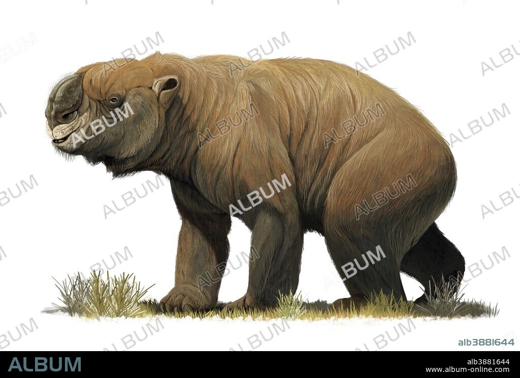 The largest known marsupial, Diprotodon optatum, from the Pleistocene of Australia.