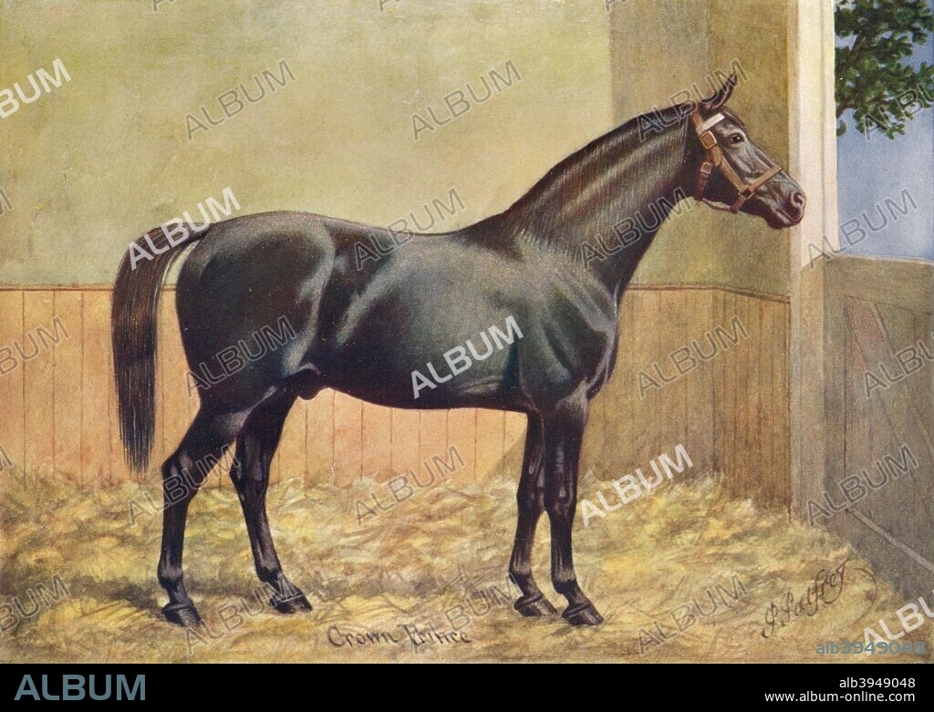 Yorkshire Coach Horse stallion Crown Prince, 1902 (c1910). From Live Stock in Health and Disease, edited by Professor J. Prince-Sheldon. [The Waverley Book Co., Ltd, London, c1890].