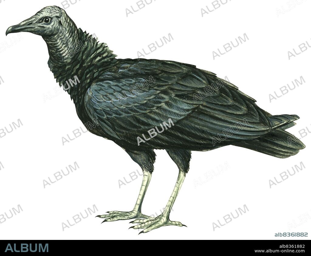 Black vulture.