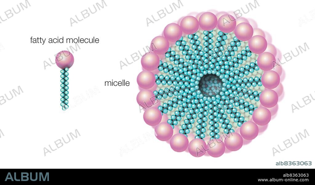 When dissolved in water, fatty acids in soap form micelles, the hydrophilic ends turned outward and the hydrophobic ends inward.