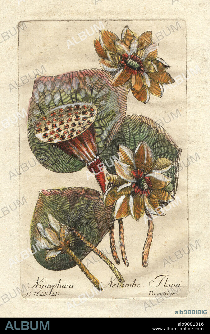Yellow waterlily or Mexican waterlily, Nymphaea mexicana. (As yellow American water-lilly, Nymphaea nelumbo flava) Southern United States and Mexico. Handcoloured copperplate engraving by Giuseppe Bianchi after Cesare Majoli from Giovanni Hill's Decade di alberi curiosi ed eleganti piante, Decade of Curious and Elegant Trees and Plants, Nella Stamperia Salomoni, Rome, 1786. It had first been published by John Hill in London in 1773.