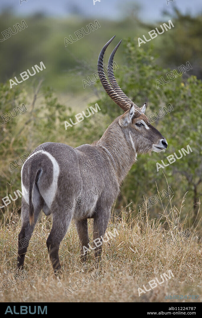 Common Waterbuck (Ellipsen Waterbuck) (Kobus ellipsiprymnus ellipsiprymnus) buck, Kruger National Park, South Africa, Africa.