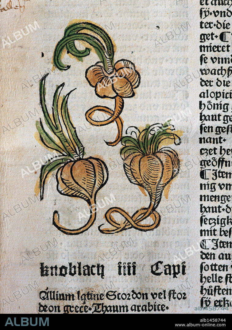 "Hortus Sanitatis". Herbario editado en 1487 por Johann Schönsperger en Augsburgo. Ajo. Evita el endurecimiento de las arterias, facilita el riego sanguíneo y disuelve los cristales de ácido úrico. En la Edad Media se consideró remedio y protección contra las epidemias. Folio 5.