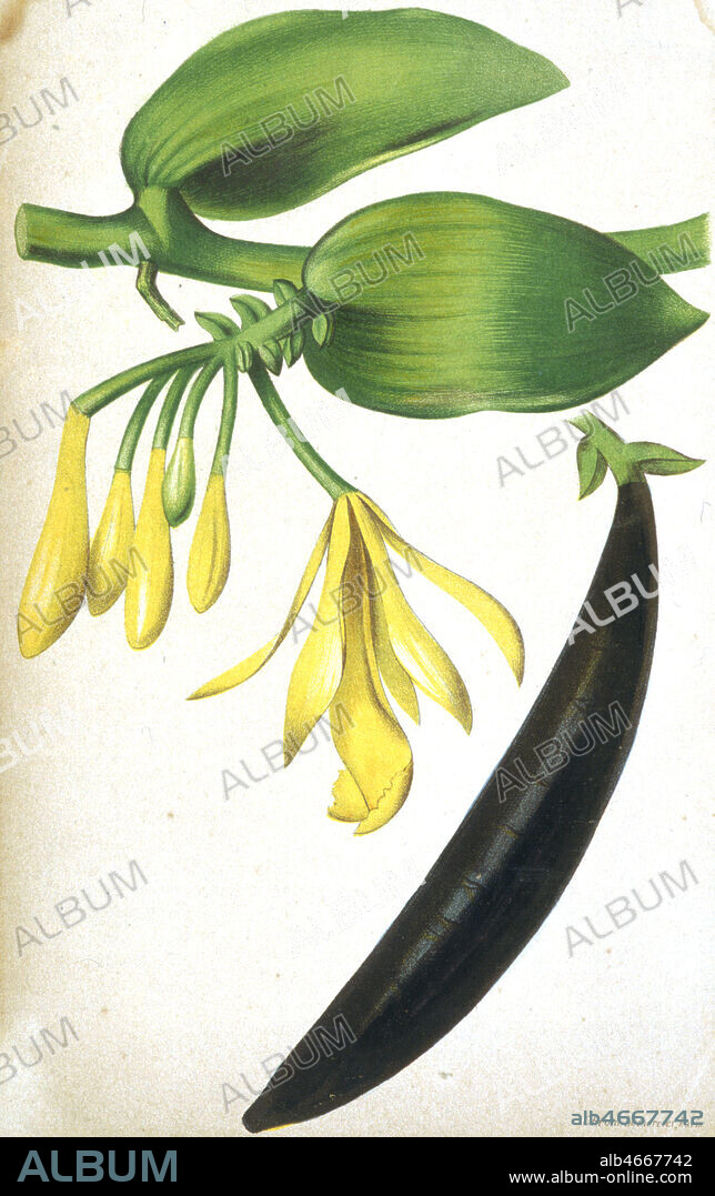 Planche botanique a la fin du 19 siecle de la vanille, fleur et fruit. Credit: Coll. Jonas/Kharbine-Tapabor.