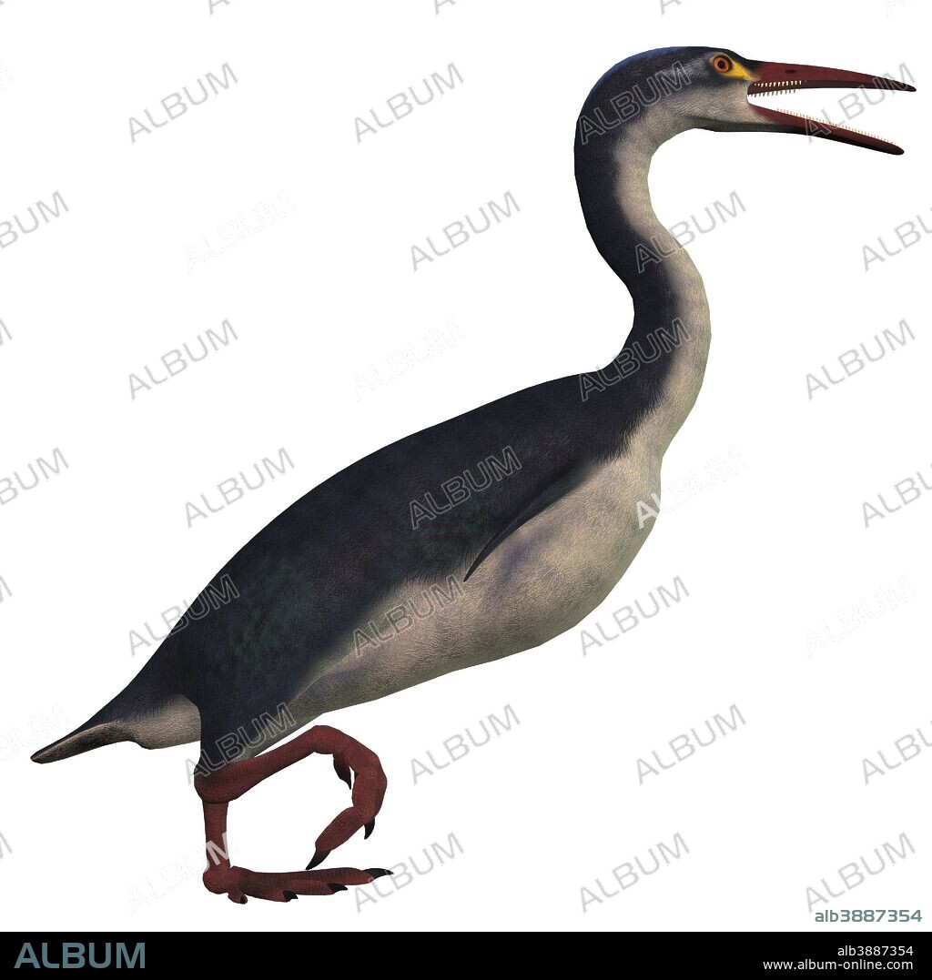 Hesperornis is a genus of flightless aquatic birds that lived during the Cretaceous Period.