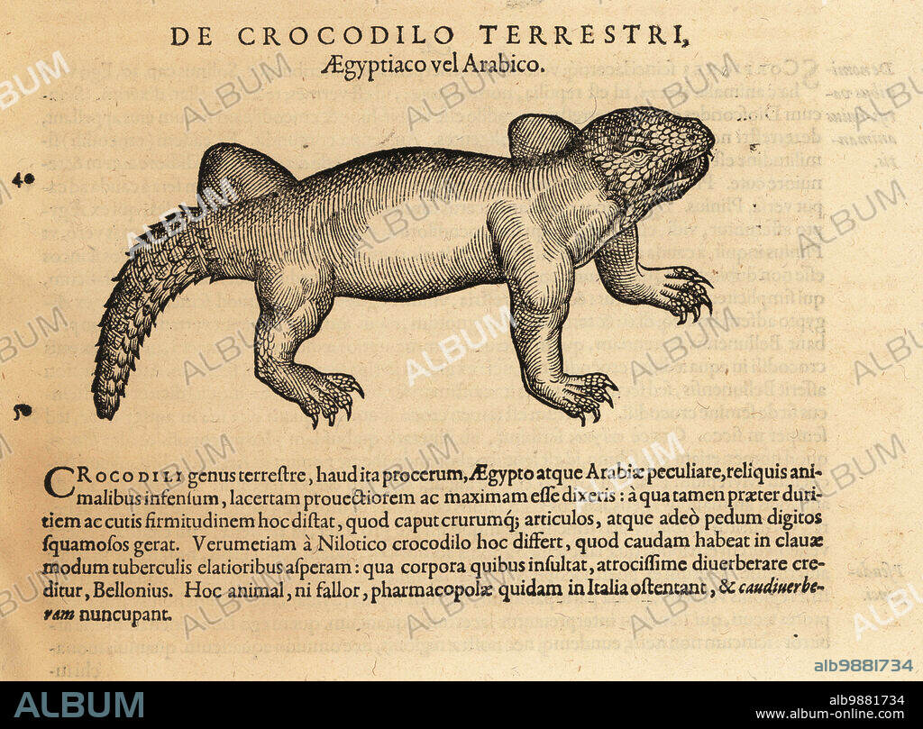 Crocodile species, possibly the mugger crocodile, Crocodylus palustris, of Iran to India. Fanciful image of a chimera. De Crocodilo Terrestri, Aegyptico vel Arabico. Woodcut engraving after an illustration by Lucas Schan and Conrad Gessner from Conrad Gessners Historiae Animalium, De Quadrupedibus Oviparis, (Natural history of animals: oviparous quadrupeds), Frankfurt, Wechel for Cambier, 1586.