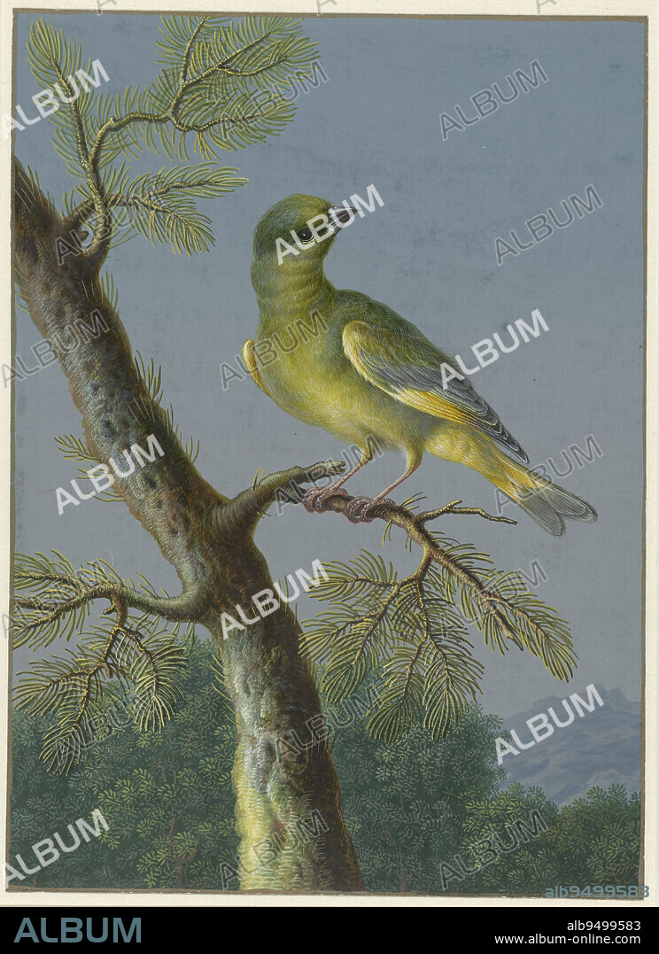 Groenling Four gouaches of birds (series title), draughtsman: Barbara Regina Dietzsch, draughtsman: Christoph Ludwig Agricola, (rejected attribution), 1716 - 1783, paper, brush, h 288 mm × w 209 mm.