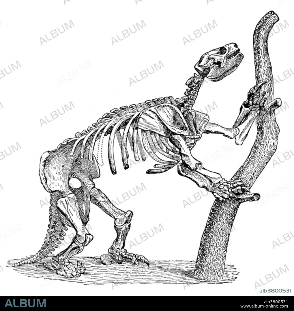 Mylodon is an extinct genus of giant ground sloth that lived in the Patagonia area of South America until roughly 10,000 years ago. This animal appeared during Cenozoic era, the most recent era of geologic time, from about 65 million years ago to the present. The Cenozoic Era is characterized by the formation of modern continents and the diversification of mammals and plants. Grasses also evolved during the Cenozoic. The climate was warm and tropical toward the beginning of the era and cooled significantly in the second half, leading to several ice ages. Humans first appeared near the end of this era.