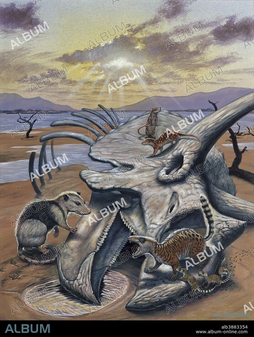 Triceratops skull with early mammals from the Late Cretaceous and Paleocene of North America. Gobiconodon (insectivore, left), Ptilodus (early gnawer, center), Eodelphis (early possum).