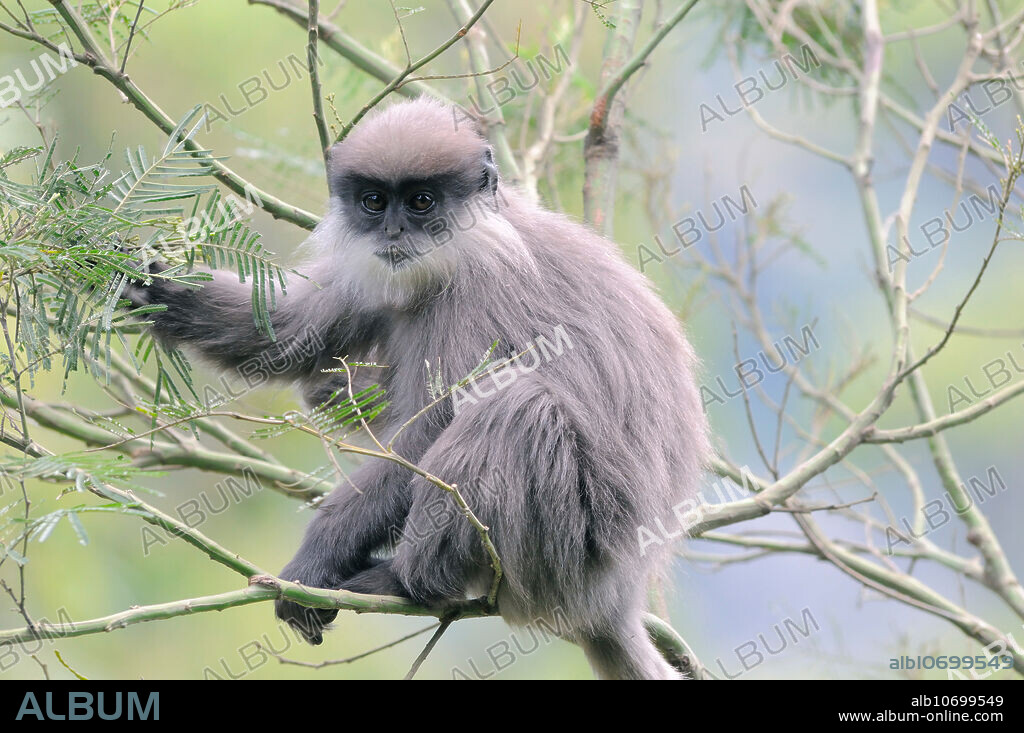 The montane subspecies of the Purple-faced leaf monkey (Trachypithecus vetulus monticola), also know as the Purple-faced langur and Bear Monkey, in the Hakgala Botanic Gardens, Nuwara Eliya, Sri Lanka. The subspecies has thicker fur and a much more prominent white moustache that the other subspecies. Endemic and IUCN = Endangered.