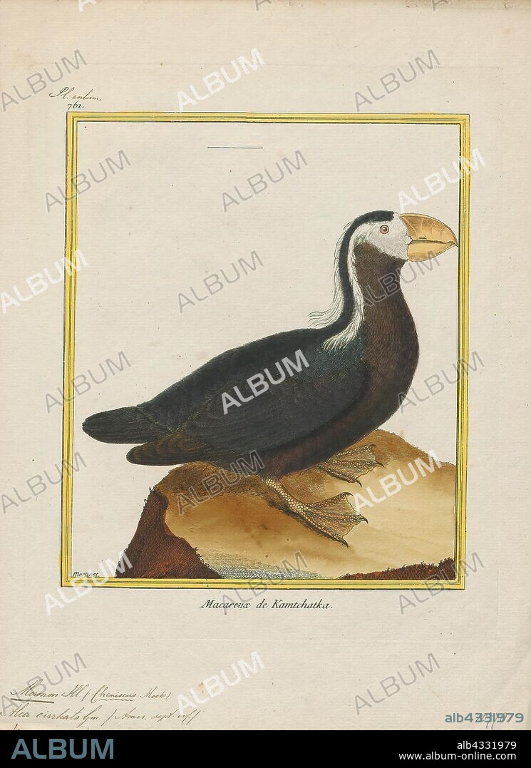 Alca cirrhata, Print, The tufted puffin (Fratercula cirrhata), also known as crested puffin, is a relatively abundant medium-sized pelagic seabird in the auk family (Alcidae) found throughout the North Pacific Ocean. It is one of three species of puffin that make up the genus Fratercula and is easily recognizable by its thick red bill and yellow tufts., 1700-1880.