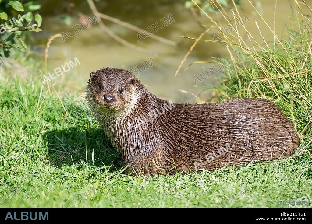 Eurasian Otter (Lutra lutra).