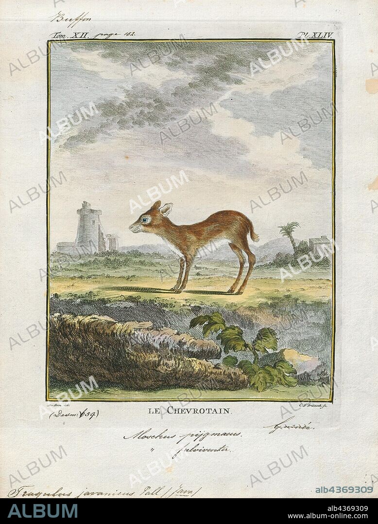 Tragulus javanicus, Print, The Java mouse-deer (Tragulus javanicus) is a species of even-toed ungulate in the family Tragulidae. When it reaches maturity it is about the size of a rabbit, making it the smallest living ungulate. It is found in forests in Java and perhaps Bali, although sightings there have not been verified., 1700-1880.