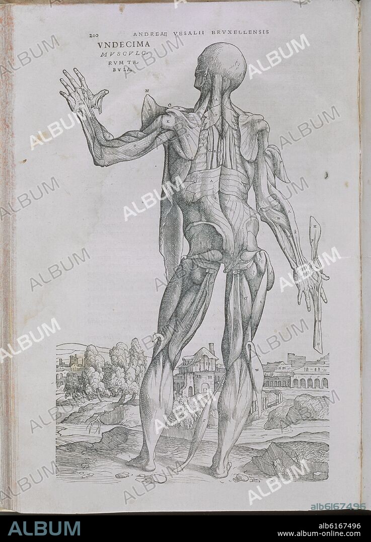 VESALII ANDREAE. LIBRO DE MEDICINA - LAMINA DE MUSCULOS - GRABADO.