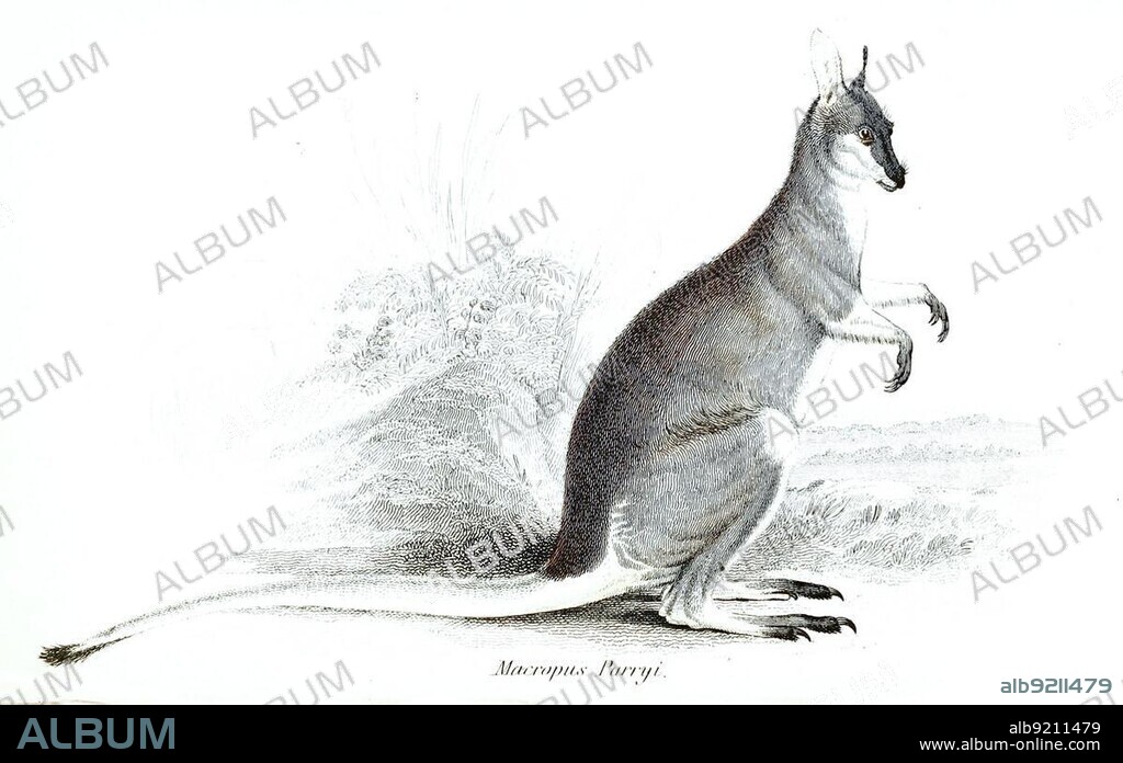 Pretty-faced (marsupialia) wallaby (Notamacropus) parryi, a species of kangaroo in the wallaby genus, Notamacropus, Historic, digitally restored reproduction from a 19th century original, The natural history of or pouched animals, G.R. Waterhouse, 1841