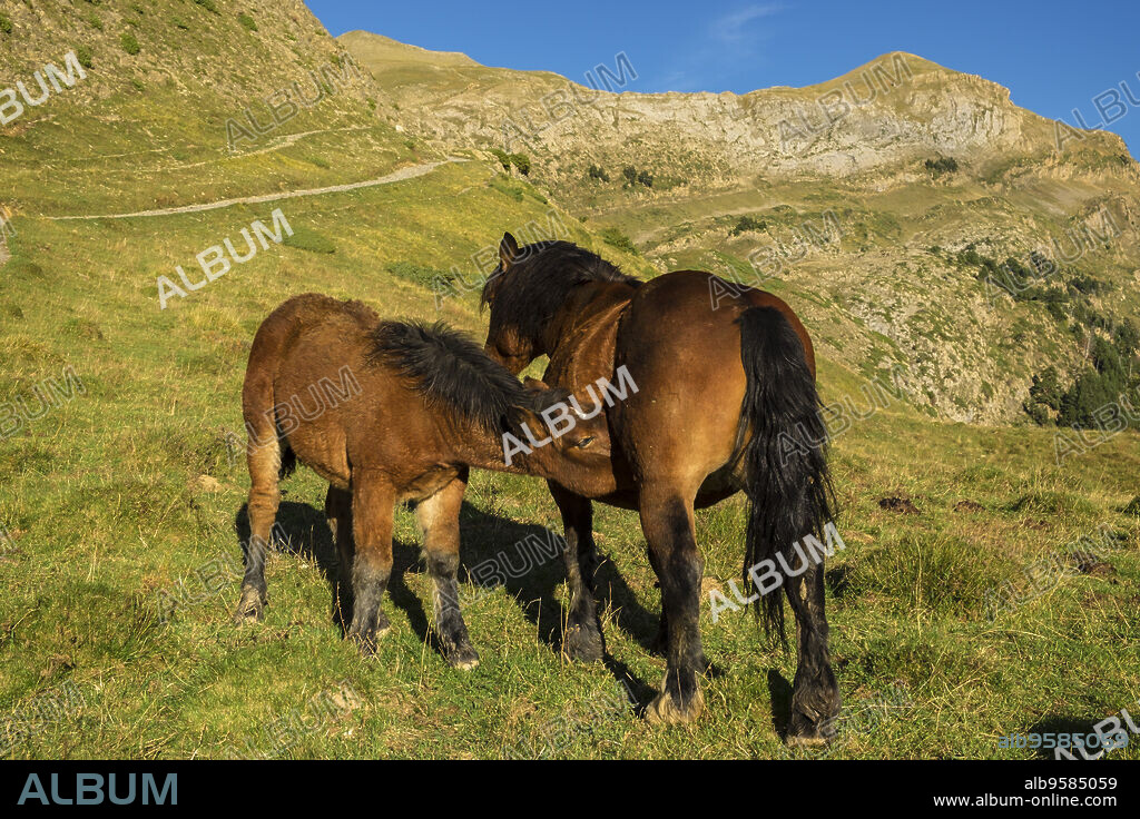 yegua amamantando un potro, Linza, Parque natural de los Valles Occidentales, Huesca, cordillera de los pirineos, Spain, Europe.