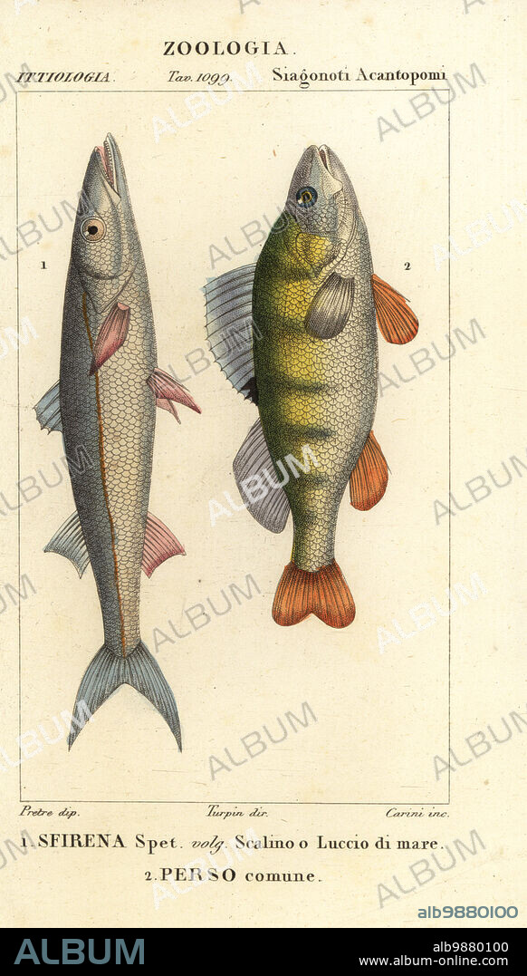 European barracuda, Sphyraena sphyraena 1, and perch, Perca fluviatilis 2. Sfirena spet, Scalino o Luccio di mare, Perso comune. Handcoloured copperplate stipple engraving from Antoine Laurent de Jussieu's Dizionario delle Scienze Naturali, Dictionary of Natural Science, Florence, Italy, 1837. Illustration engraved by Carini, drawn by Jean Gabriel Pretre and directed by Pierre Jean-Francois Turpin, and published by Batelli e Figli. Turpin (1775-1840) is considered one of the greatest French botanical illustrators of the 19th century.