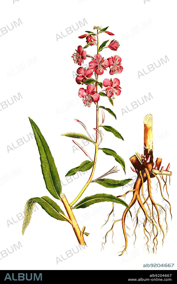 Schmalblättriges Weidenröschen, Epilobium angustifolium / Chamaenerion angustifolium is a perennial herbaceous flowering plant in the willowherb family Onagraceae. It is known in North America as fireweed, in some parts of Canada as great willowherb, in Britain and Ireland as rosebay willowherb, historical, digital improved reproduction of an original from the 19th century / digital restaurierte Reproduktion einer Originalvorlage aus dem 19. Jahrhundert, genaues Originaldatum nicht bekannt.