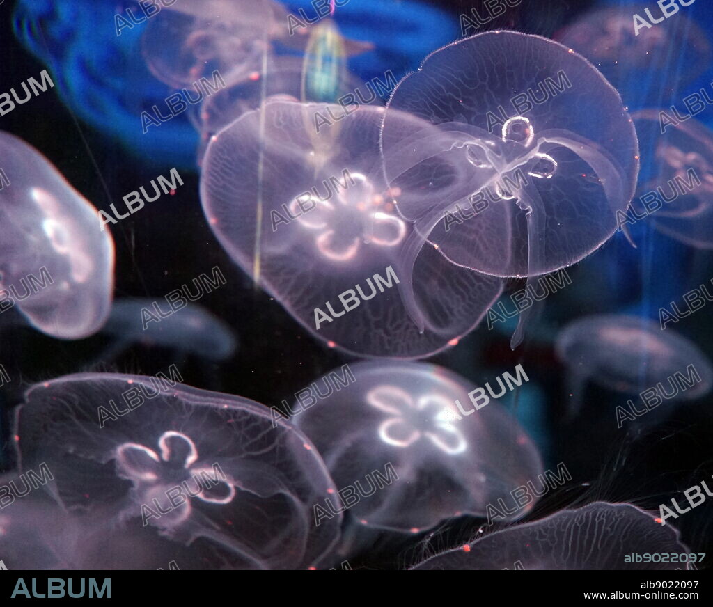 Moon Jelly, Jellyfish. Jellyfish are the major non-polyp form of individuals of the phylum Cnidaria. They are typified as free-swimming marine animals consisting of a gelatinous umbrella-shaped bell and trailing tentacles. The bell can pulsate for locomotion, while stinging tentacles can be used to capture prey.