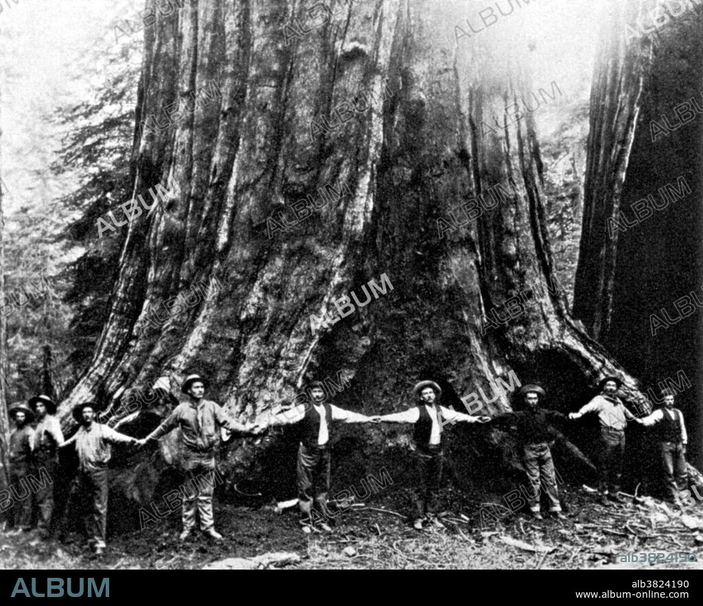 Lumberjacks link hands across the base of the General Noble tree before felling it. With a ground perimeter of 95 feet (measured on a slope), it was the largest tree ever cut down, and about 3,000 years old at the time. The General Noble Tree was cut down in 1892 to create an exhibit for the 1893 World's Columbian Exposition held in Chicago. The General Noble Tree was a Giant Sequoia tree from the Giant Sequoia National Monument of the Sierra Nevada, in Fresno County, California. The remains of the General Noble Tree are known as the Chicago Stump, which can be seen in the Converse Basin Grove. No photographer credited.