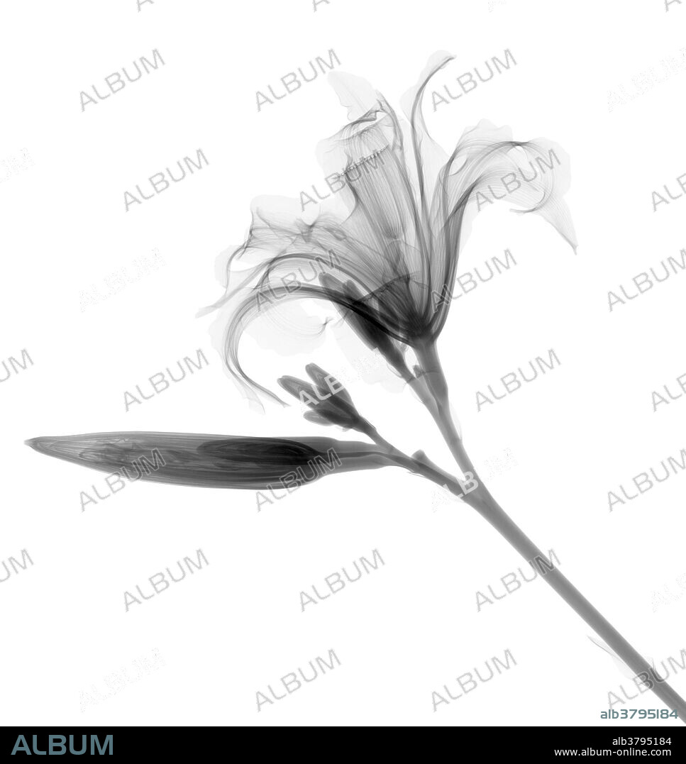X-Ray of a Lilly.
