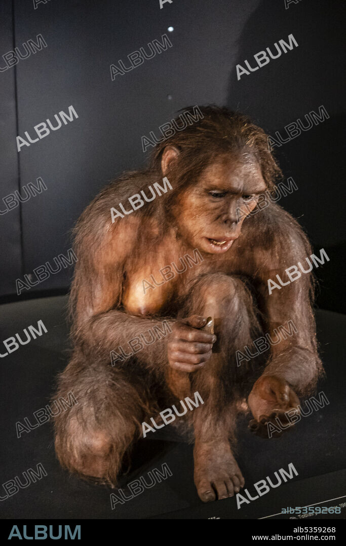 Homo habilis, Museo de la evolución humana, MEH, Burgos , Spain.