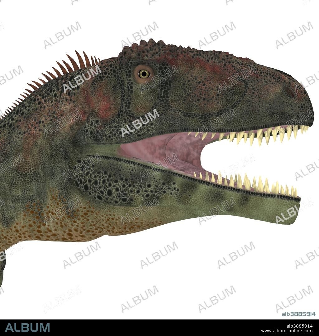 Mapusaurus dinosaur head. Mapusaurus was a giant carnivorous theropod dinosaur that lived during the Cretaceous Period of Argentina.