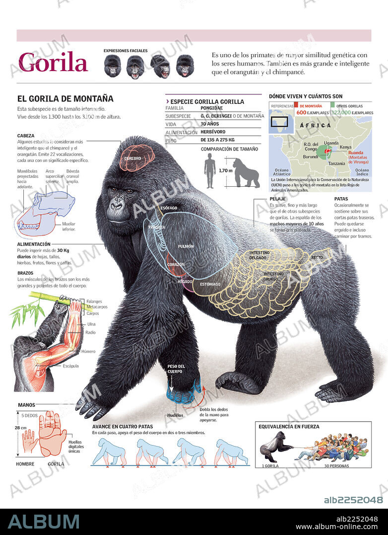 GORILA. Infografía de la anatomía, hábitat y locomoción del gorila de montaña.