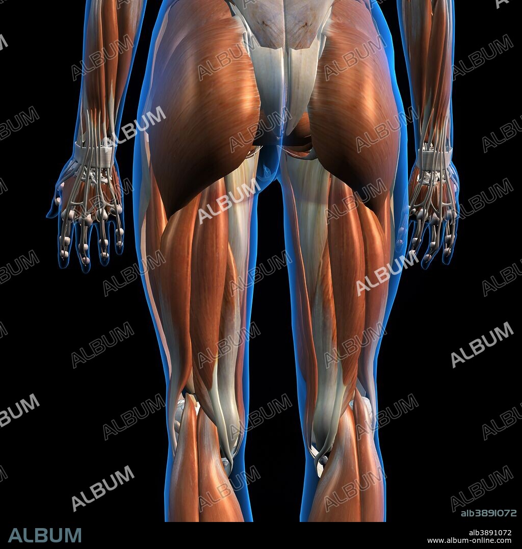 Lateral and posterior view of female hip and leg muscles on black background.