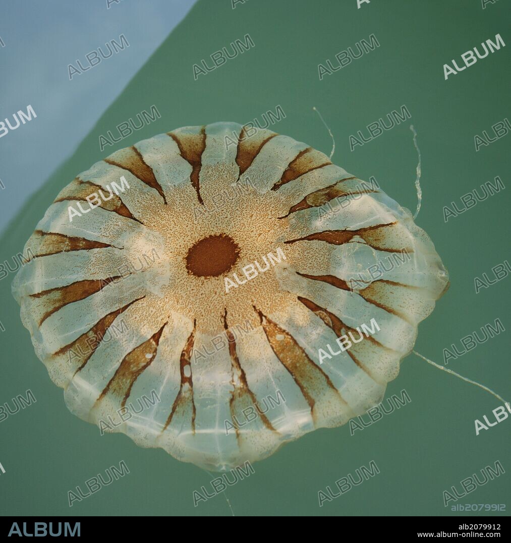 MEDUSA. Invertebrado perteneciente al grupo de los cnidarios cuya característica principal es la posesión de células urticantes denominadas cnidocistos o nematocistos.