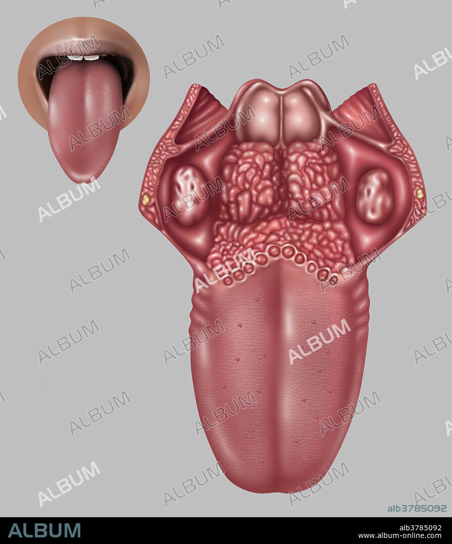 Illustration depicting the anatomy of the human tongue. Listed at left from  top to bottom are: palatopharyngeal arch (at back on sides), lingual tonsil  (textured area at b - Album alb3785092