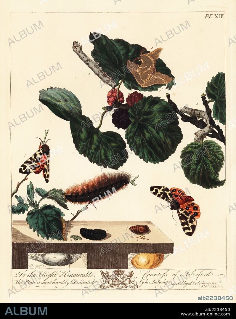 Silk moth, Bombyx mori, and large or garden tiger moth, Arctia caja, on mulberry leaves, Morus alba. Handcoloured lithograph after an illustration by Moses Harris from "The Aurelian; a Natural History of English Moths and Butterflies," new edition edited by J. O. Westwood, published by Henry Bohn, London, 1840.