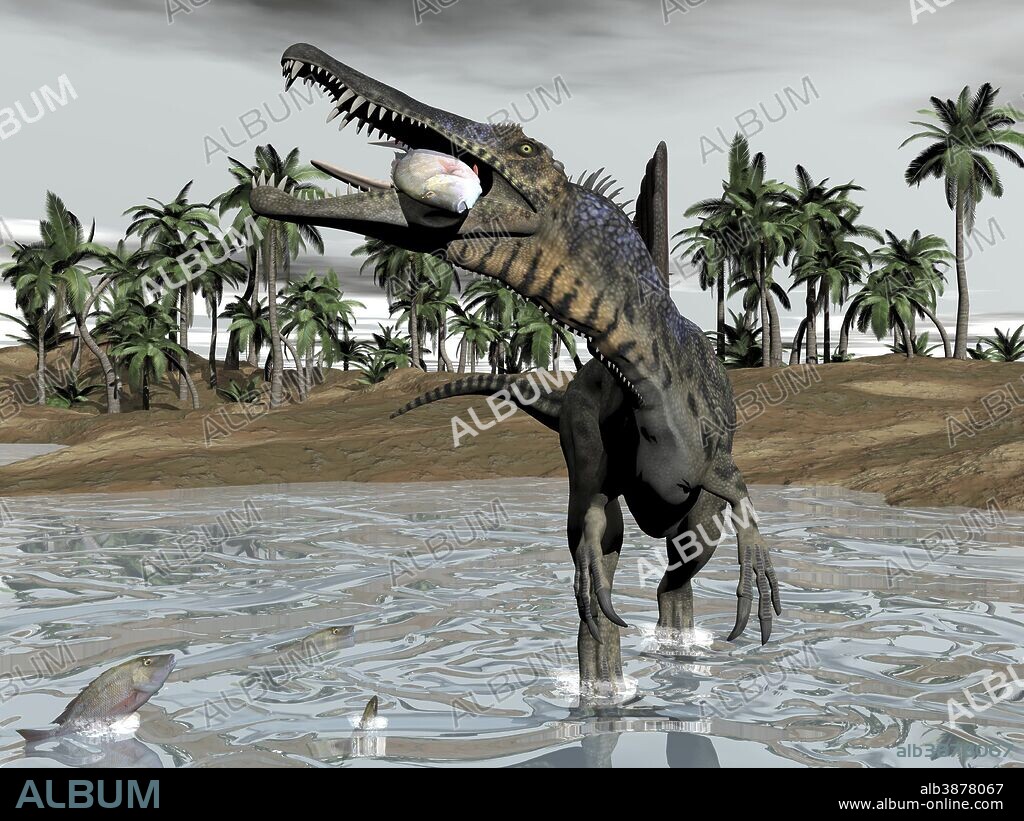 Spinosaurus dinosaur walking in water and feeding on fish.