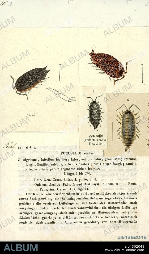 Porcellio scaber, Print, Porcellio scaber (otherwise known as the common rough woodlouse or simply rough woodlouse), is a species of woodlouse native to Europe but with a cosmopolitan distribution. They are often found in large numbers in most regions, with many species (shrews, centipedes, toads, spiders and even some birds) preying on them.