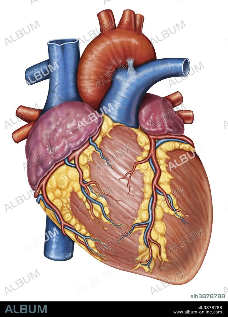 Gross anatomy of the human heart.