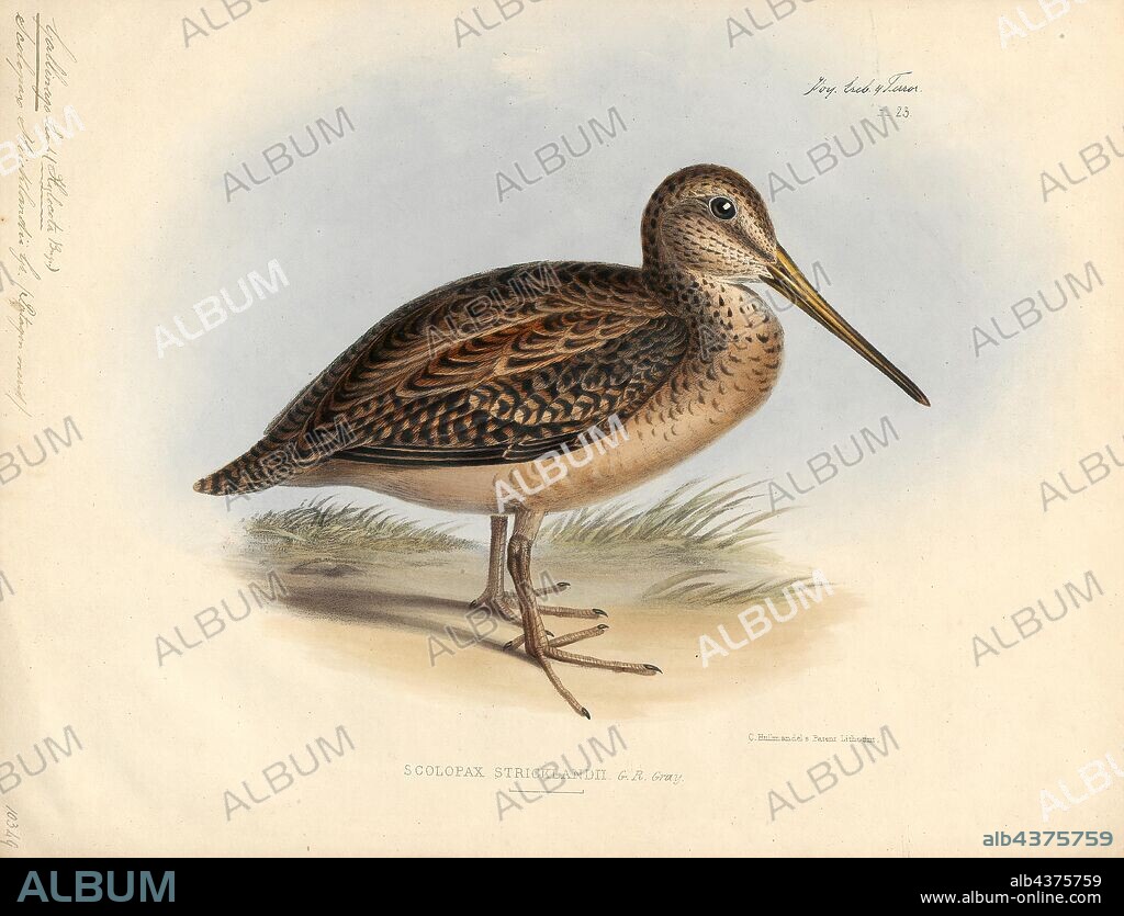 Gallinago stricklandii, Print, The Fuegian snipe (Gallinago stricklandii) also known as the cordilleran snipe, is a small stocky wader. It breeds in south-central Chile and Argentina south to Tierra del Fuego. It is mainly sedentary, but the Tierra del Fuego population winters in mainland Chile., 1845-1848.