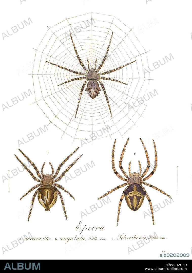 Orb Web Spiders