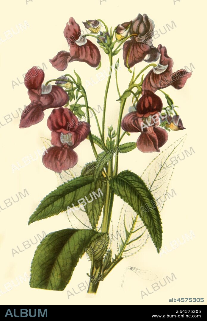 'Himalayan Balsam: Impatiens Glandulifera', 1840, (1944). Botanical illustration from "Edwards's Botanical Register" edited by John Lindley. Published in "Wild Flowers in Britain", by Geoffrey Grigson. [Collins, London, 1944].