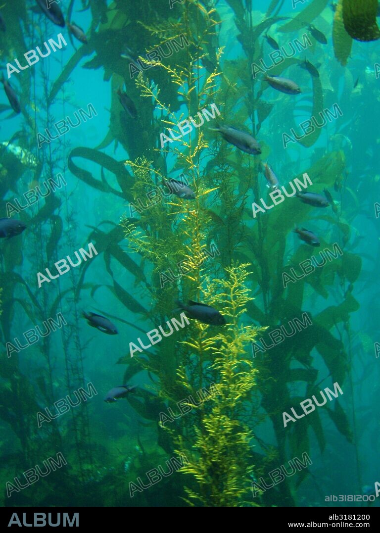 Giant kelp (Macrocystis pyrifera). An important habitat for fish, these plants can grow as much as two feet a day in depths at up to 150 feet.