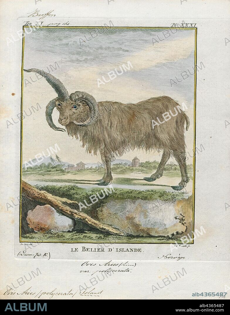 Ovis aries polycerata, Print, Ovis is a genus of mammals, part of the Caprinae subfamily of the ruminant family Bovidae. Its five or more highly sociable species are known as sheep. The domestic sheep is one member of the genus, and is thought to be descended from the wild mouflon of central and southwest Asia., multi-horned.