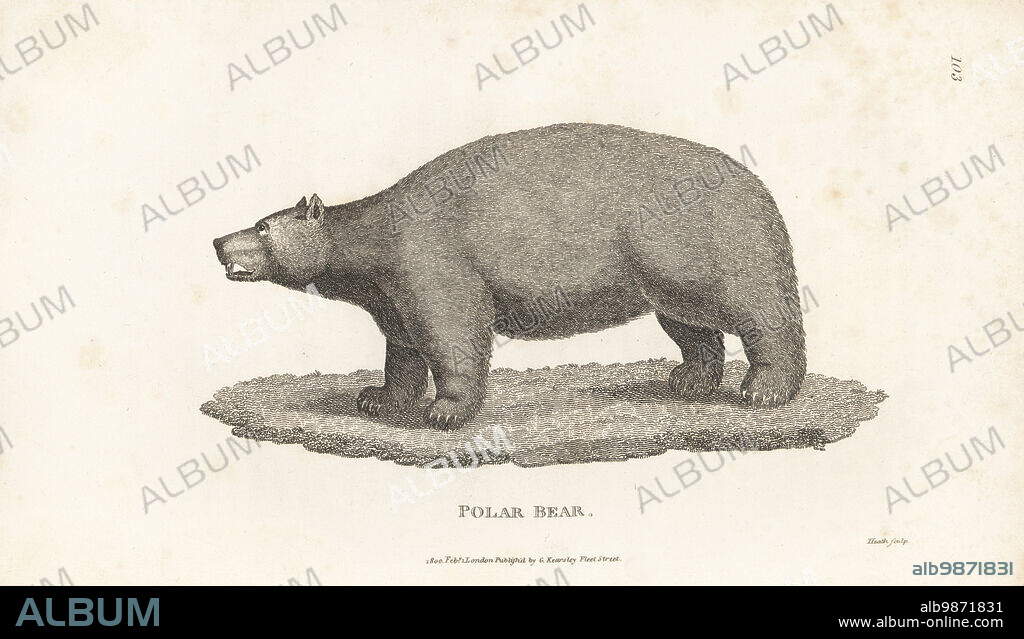Polar bear, Ursus maritimus. Thalarctos maritimus. After an illustration by John Webber for Captain Cook on his Third Voyage. Copperplate engraving by James Heath from George Shaws General Zoology: Mammalia, G. Kearsley, Fleet Street, London, 1800.