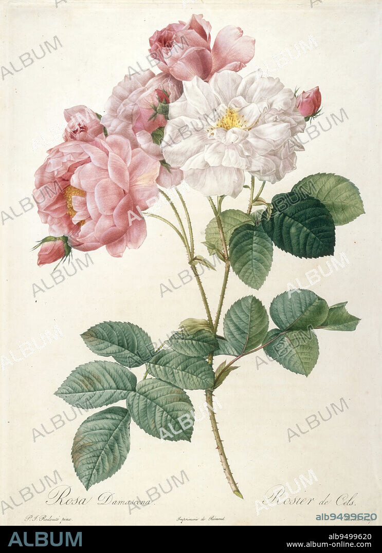 Rosier de Cels, from Les Roses, 1817-1824, After Pierre-Joseph Redouté; Engraver: Charlin, French, Flemish (active France), 17591840, 14 x 10 3/8 in. (35.56 x 26.35 cm) (plate), Stipple engraving, color-printed, finished by hand, France, 19th century.