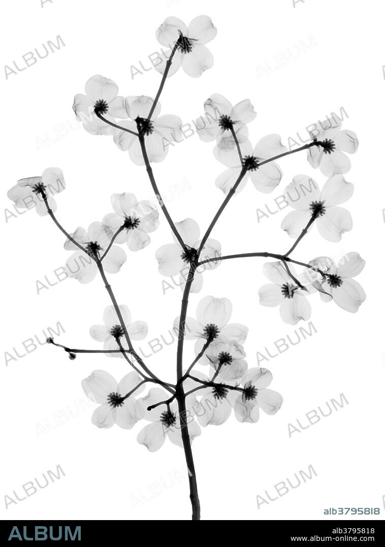 X-ray of a flowering dogwood tree (Cornus florida).